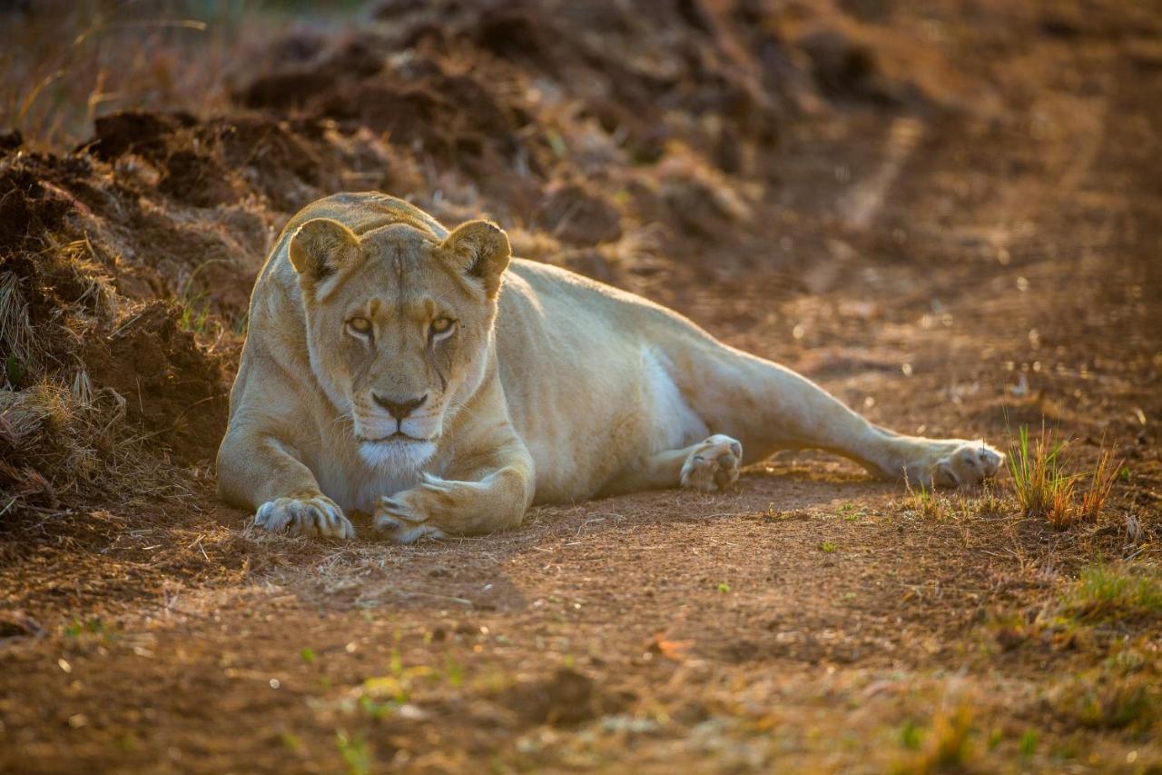 African Hills Safari Lodge & Spa Magaliesburg Exteriör bild